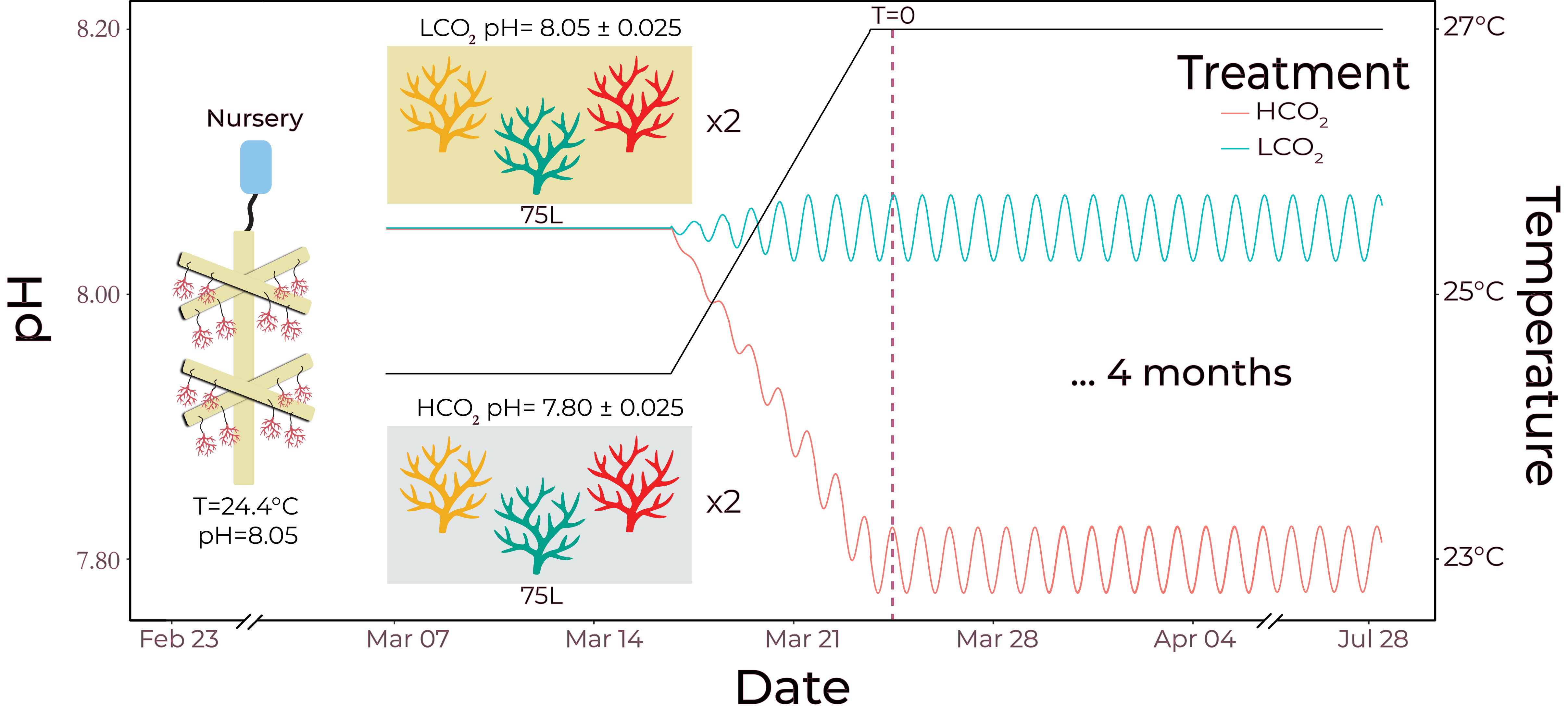 Experimental timeline